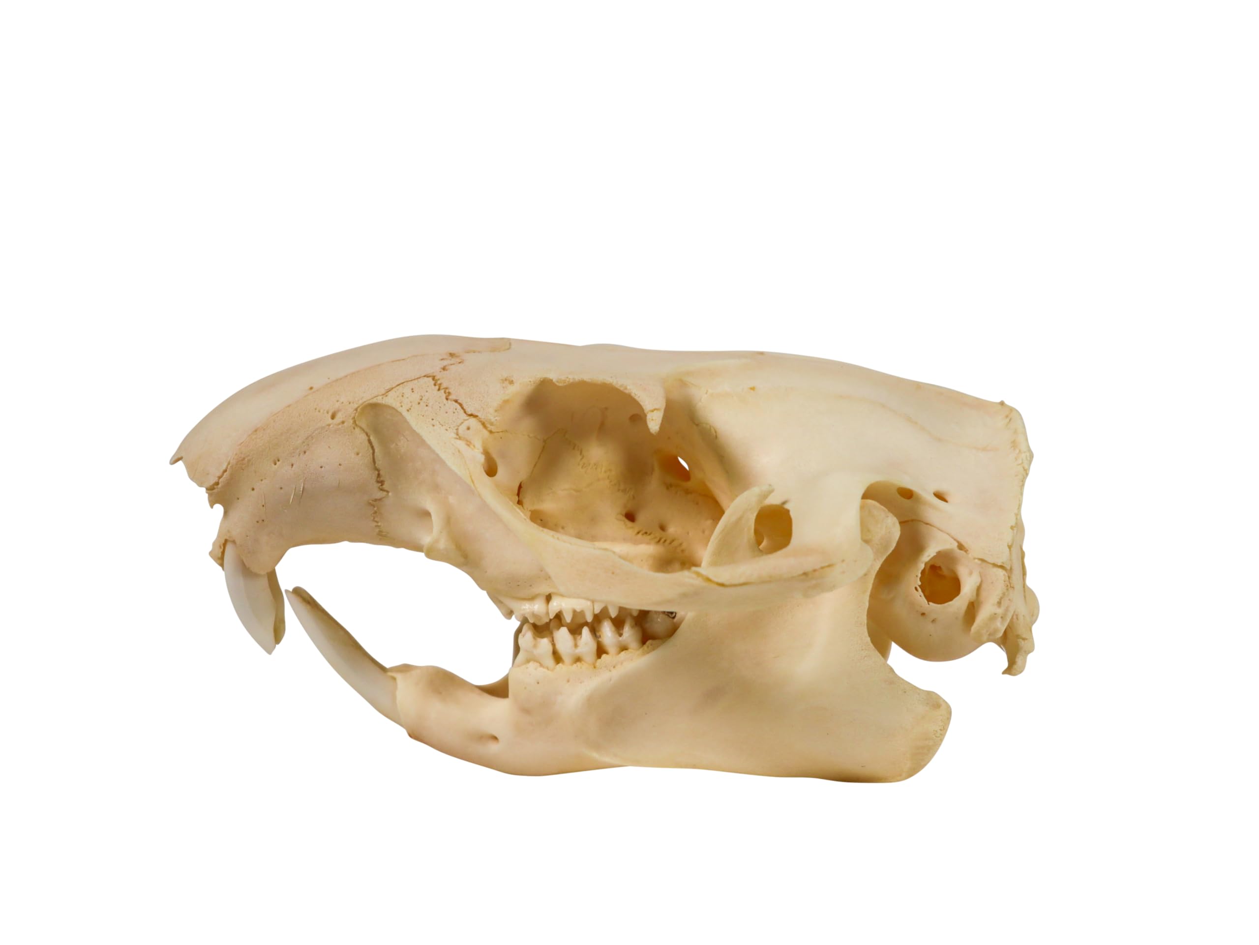 Amazon.com: Real Groundhog/Woodchuck Skull : Home & Kitchen